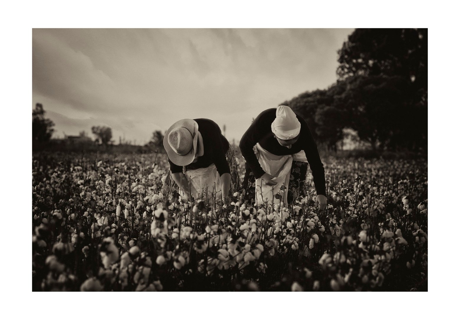 Recolectando el algodón