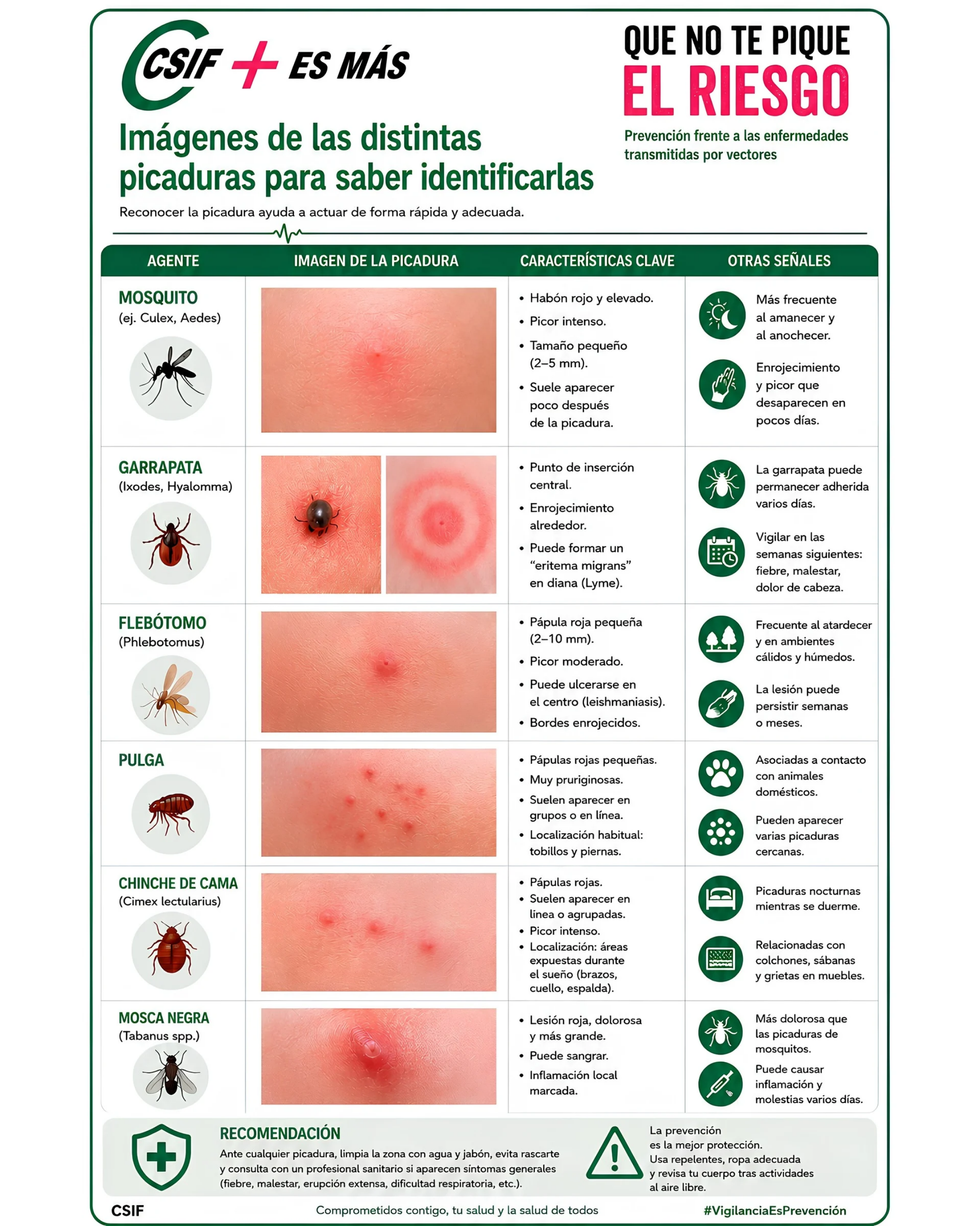 Imágenes de las distintas picaduras