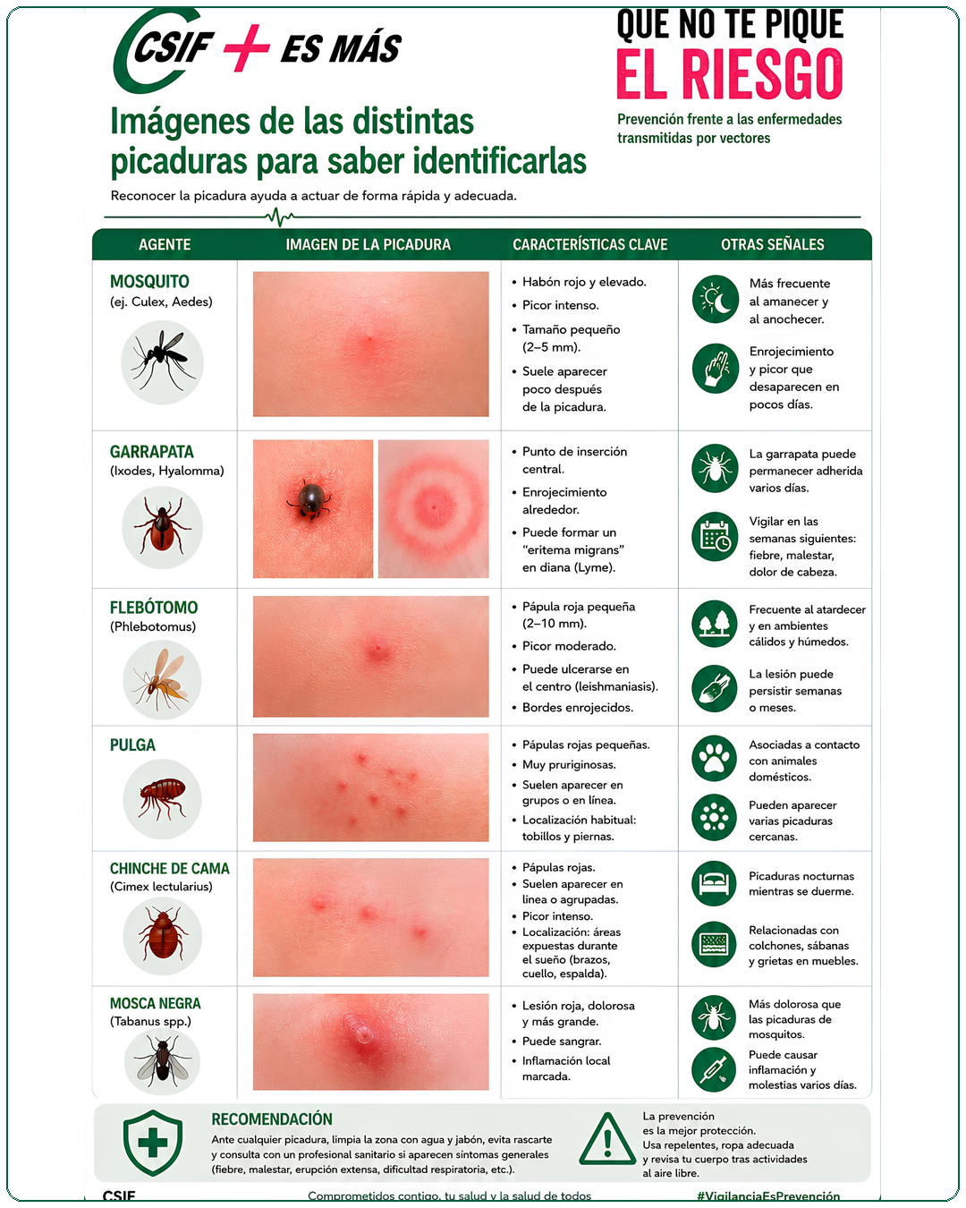Imágenes de las distintas picaduras para saber identificarlas